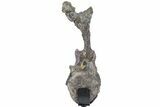 Rare, Stegosaurus Caudal Vertebra w/ Prong Morphology - Wyoming #232733-4